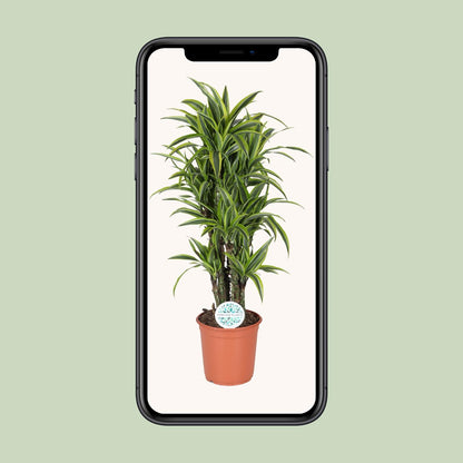 Dracaena Deremensis Lemon Lime - Ø24cm - ↕120cm