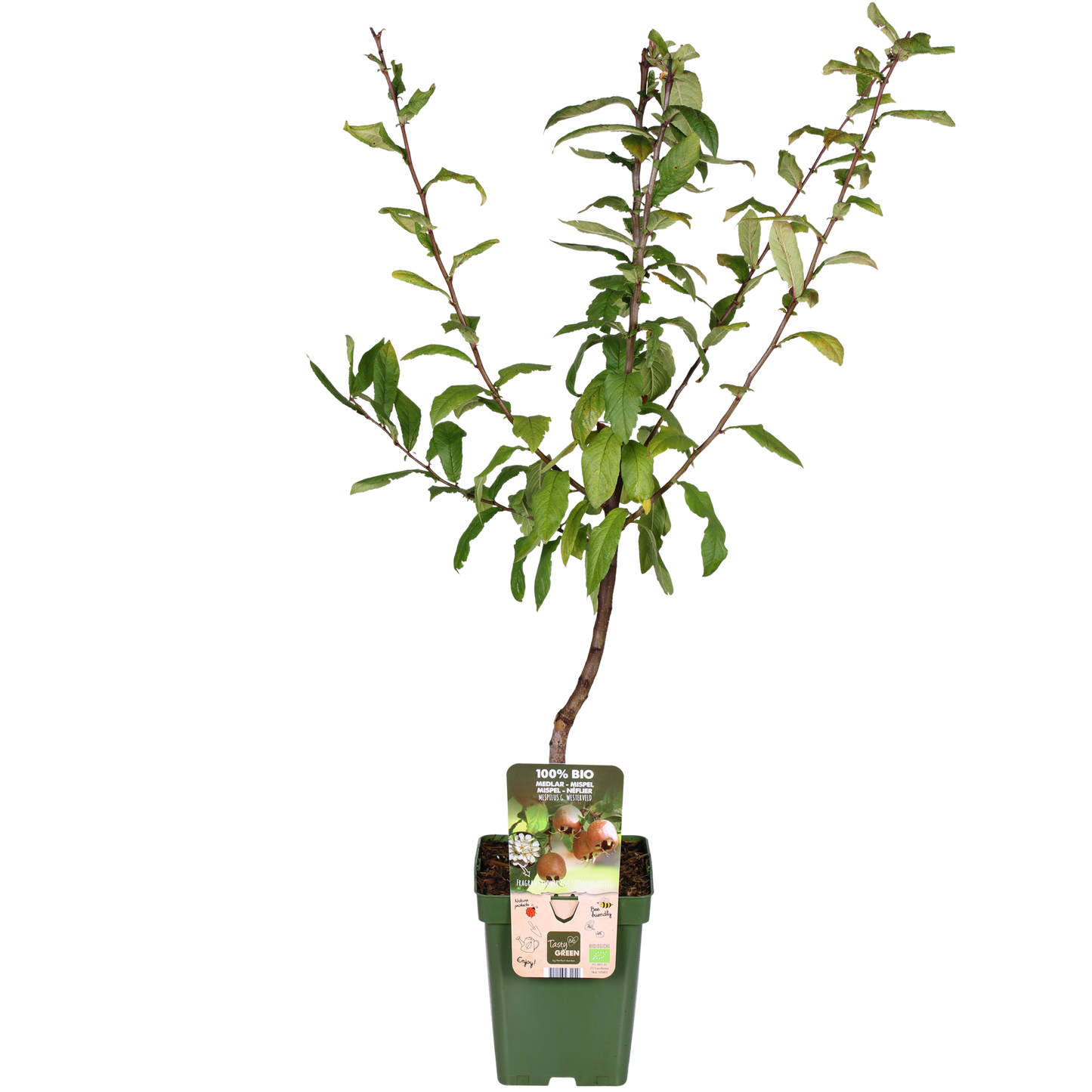 Mespilus germanica 'Westerfield' - Ø23cm - ↕120cm