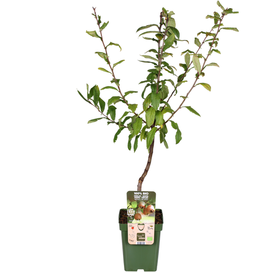 Mespilus germanica 'Westerfield' - Ø23cm - ↕120cm