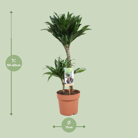 Dracaena Compacta 30-15 - Ø17cm - ↕60cm
