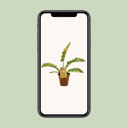 Philodendron Ring Of Fire - Ø15cm - ↕50cm
