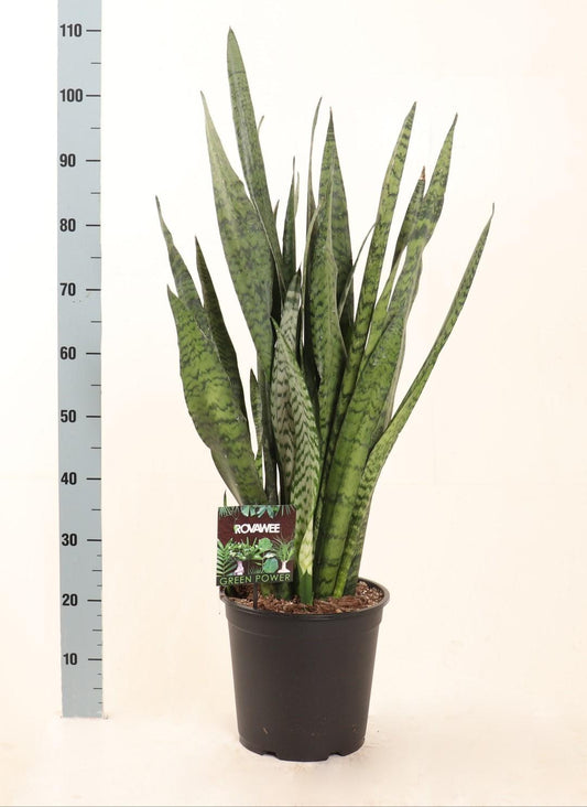 Sansevieria Zeylanica - Ø27 ↕100