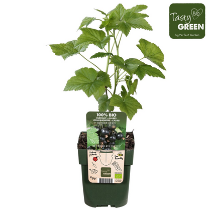 Ribes nigrum 'Ben Nevis' - Schwarze Johannisbeere - Ø13cm - ↕45cm