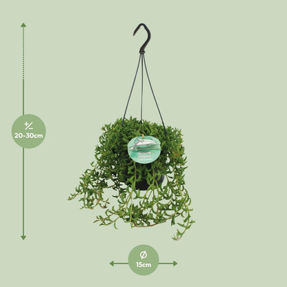 Senecio Peregrinus - Ø15cm - ↕25cm