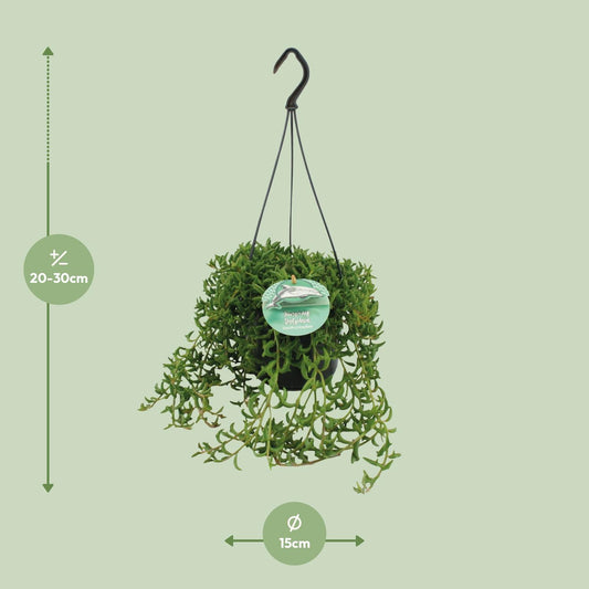 Senecio Peregrinus - Ø15cm - ↕25cm