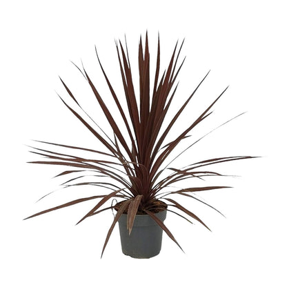 Cordyline Australis Red Star - Ø20cm - ↕80cm