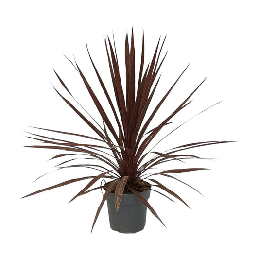Cordyline Australis Red Star - Ø20cm - ↕80cm