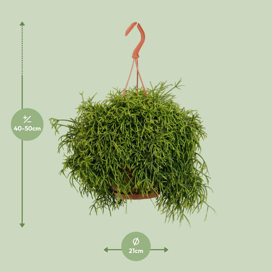 Rhipsalis Heteroclada - Ø21cm - ↕45cm