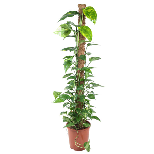 Fensterblatt am Moosstab – 150 cm pflegeleichte Zimmerpflanze