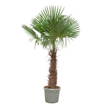 Chinesische Hanfpalme 240-270 cm – Winterhart & Robust
