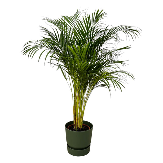 Goldfruchtpalme 130 cm – Elegante Areca Palme im Topf