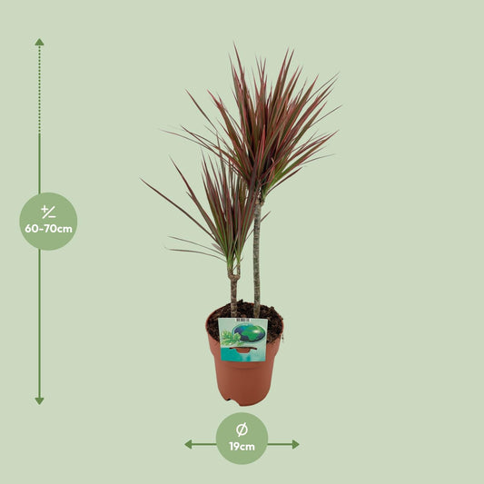 Dracaena Marginata Bicolor - Ø19cm - ↕70cm