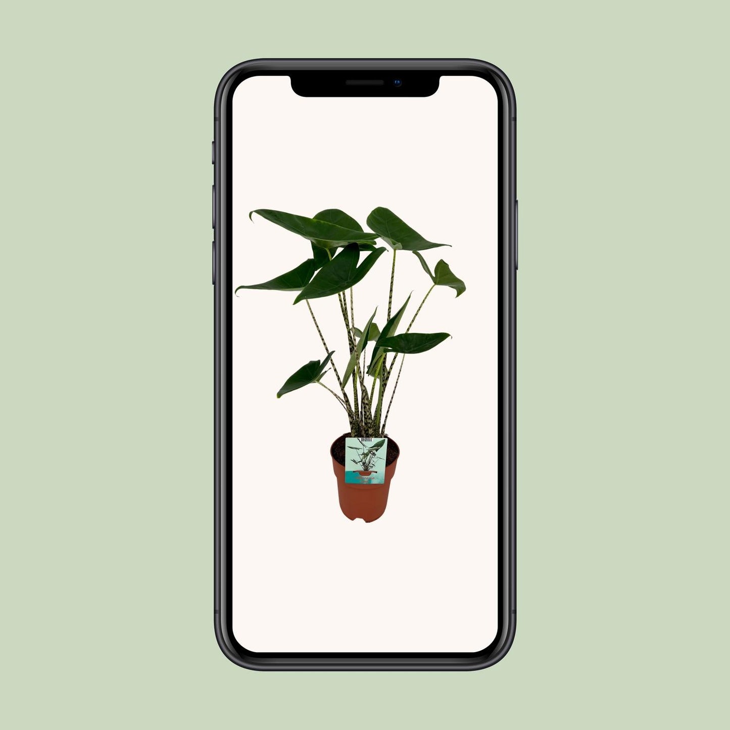 Alocasia Zebrina - Elefantenohr - Ø19cm - ↕75cm