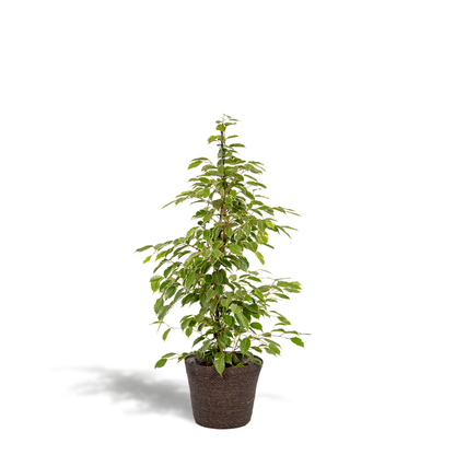 Ficus benjamina Goldenking - Ø21cm - ↕95cm + Korb Igmar