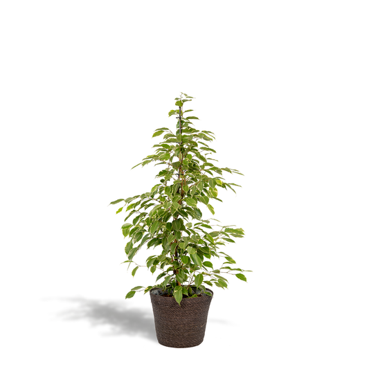Ficus benjamina Goldenking - Ø21cm - ↕95cm + Korb Igmar
