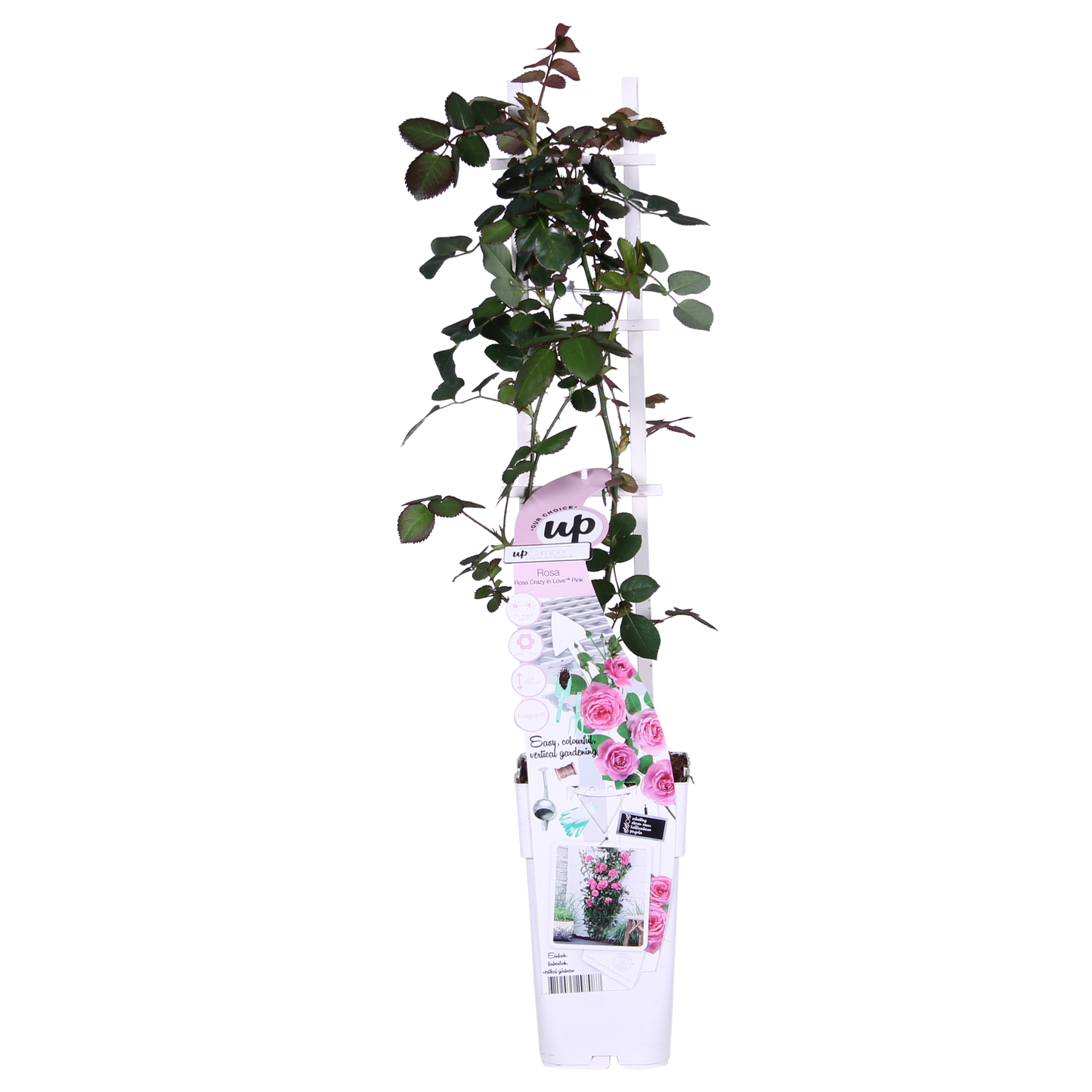 3x - Rosa Crazy in love 'Pink' - ↨65cm - Ø15