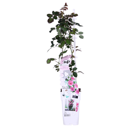 3x - Rosa Crazy in love 'Pink' - ↨65cm - Ø15