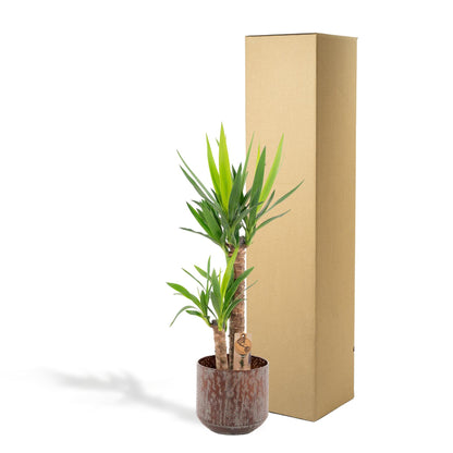 Yucca Palme 100 cm – Pflegeleichte tropische Zimmerpflanze
