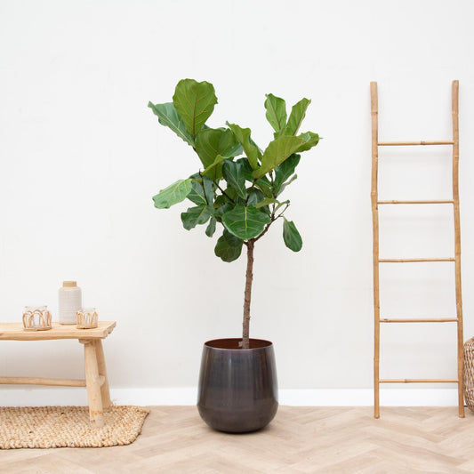 Ficus Lyrata-Stamm - 170 cm - ⌀30