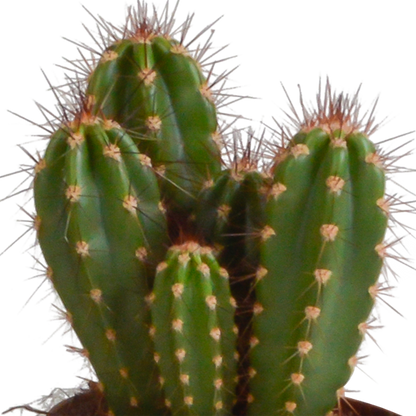 Cereus-Mischung 10,5 cm - 3x - in terracotta pot