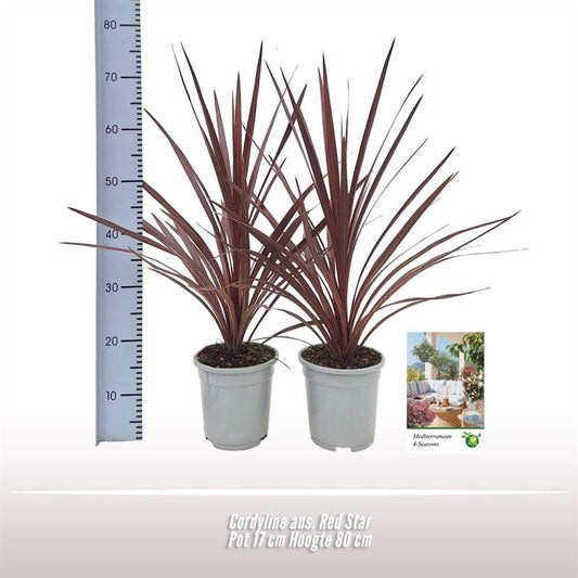 Cordyline Aus. Red Star - 1 Stück - Ø17cm - ↕80cm