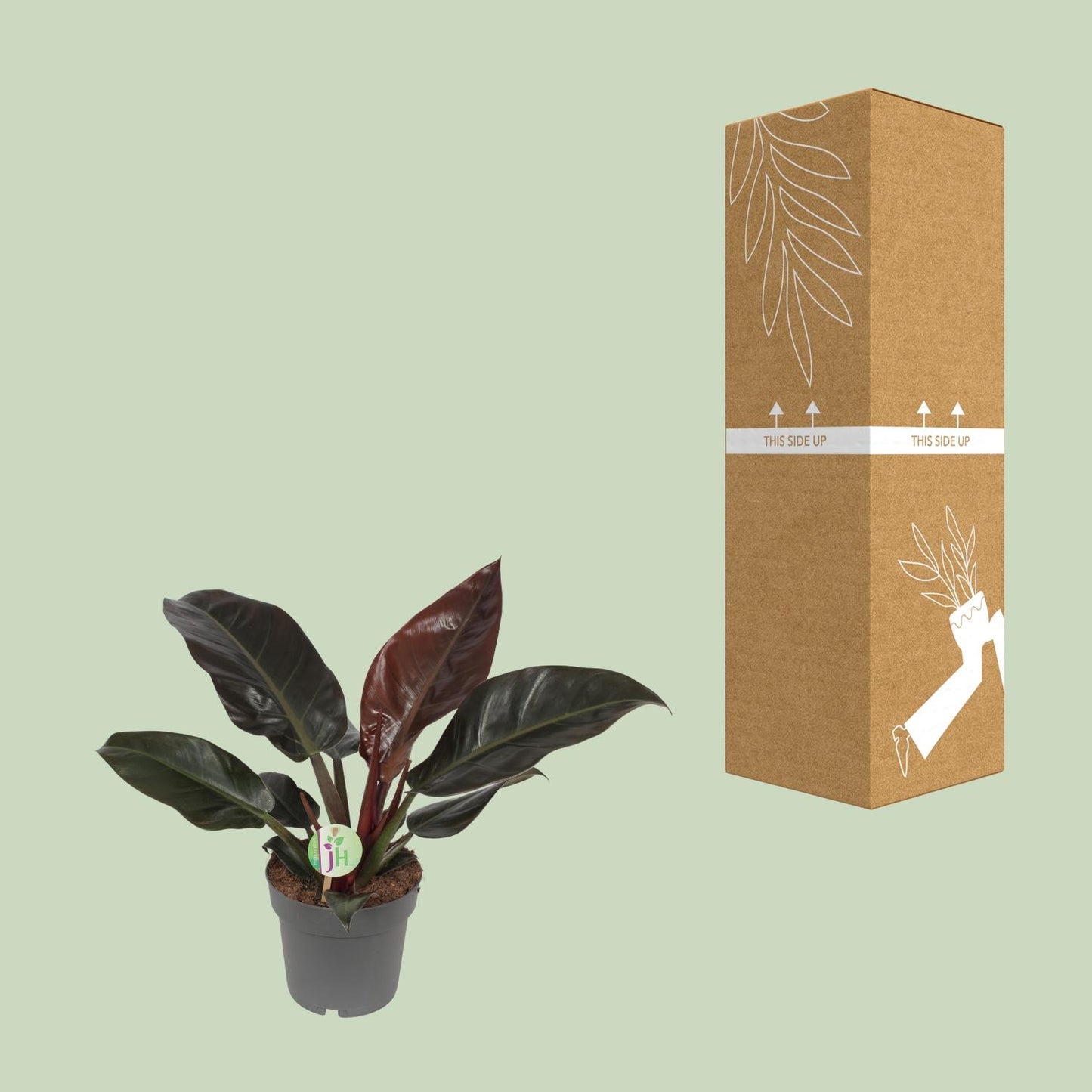 Philodendron Imperial Red - Ø19cm - ↕55cm