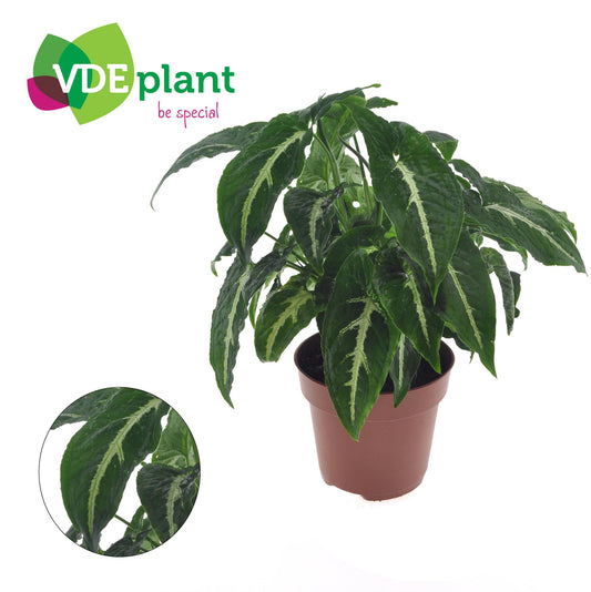 Syngonium Wendlandii - Ø12cm - ↕20cm
