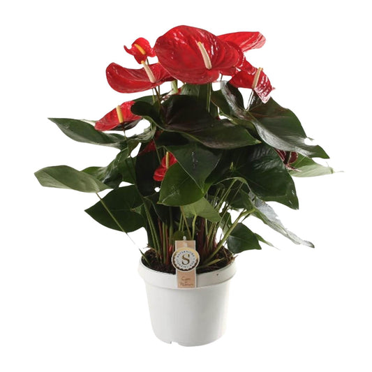 Anthurium Red Champion - Ø21cm - ↕65cm