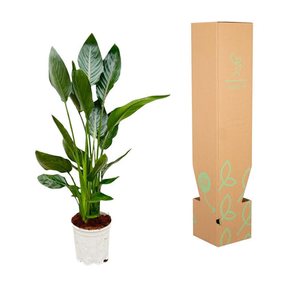 Paradiesvogelblume 100 cm – Exotische Zimmerpflanze