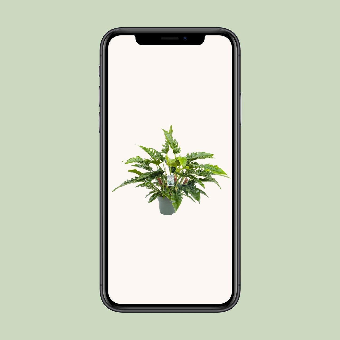 Philodendron Rambo - Ø27cm - ↕65cm