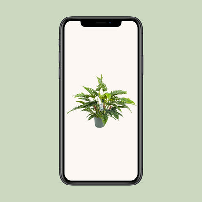 Philodendron Rambo - Ø27cm - ↕65cm