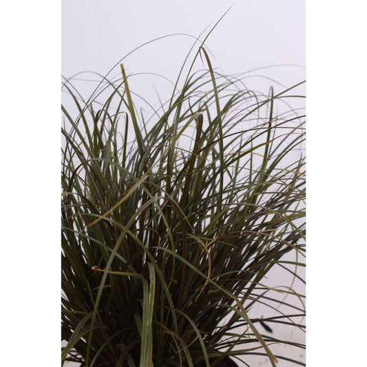 Uncinia Rubra - Ø14cm - ↕30cm