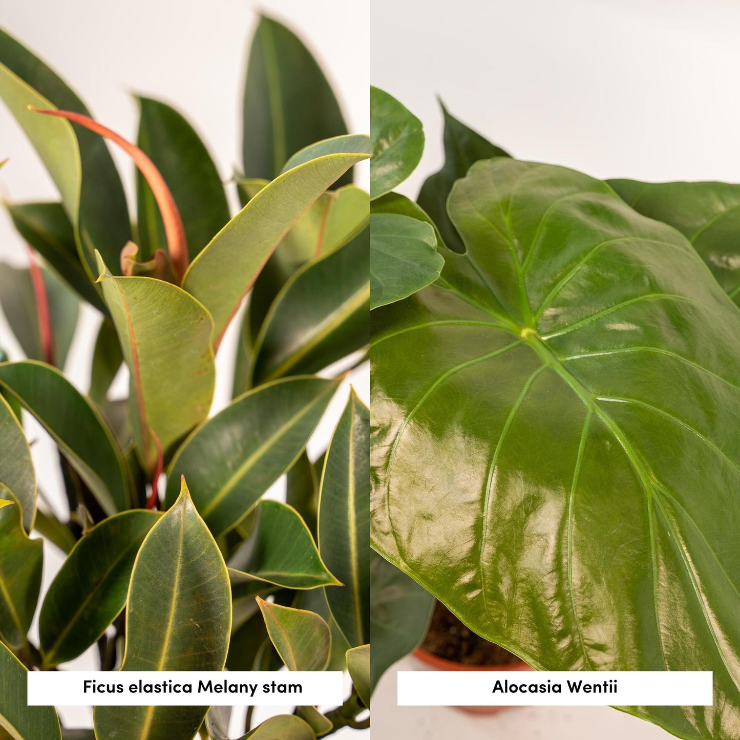 Ficus Elastica Melany - Ø21cm - ↕85cm + Alocasia Wentii - Ø19cm - ↕60cm + Korb Selin
