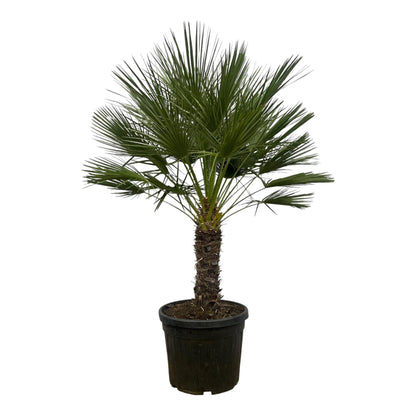 Zwergpalme auf Stamm – 150 cm mediterranes Flair