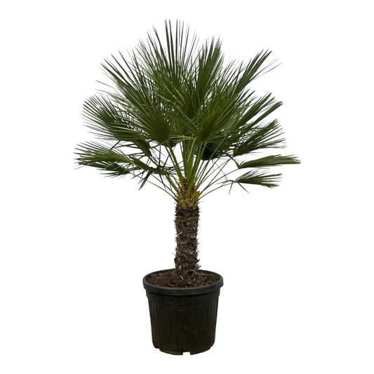 Zwergpalme auf Stamm – 150 cm mediterranes Flair