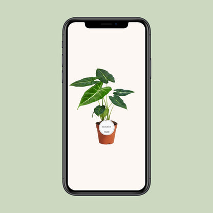 Alocasia Frydek