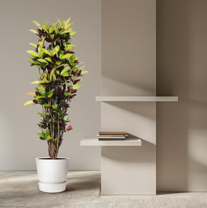 Kroton Iceton 190 cm – Farbenfrohe Zimmerpflanze