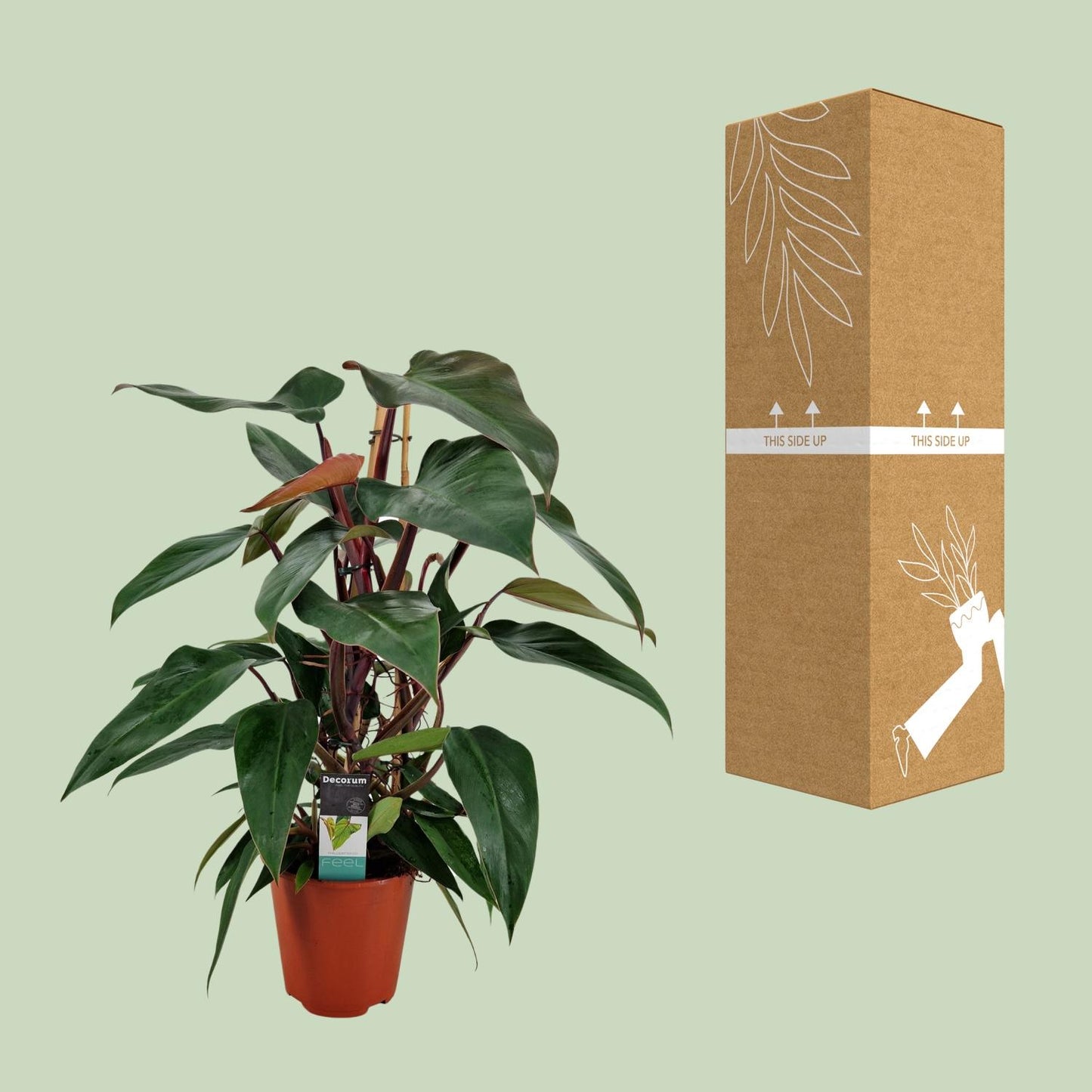 Philodendron New Red Pyramide - Ø19cm - ↕75cm