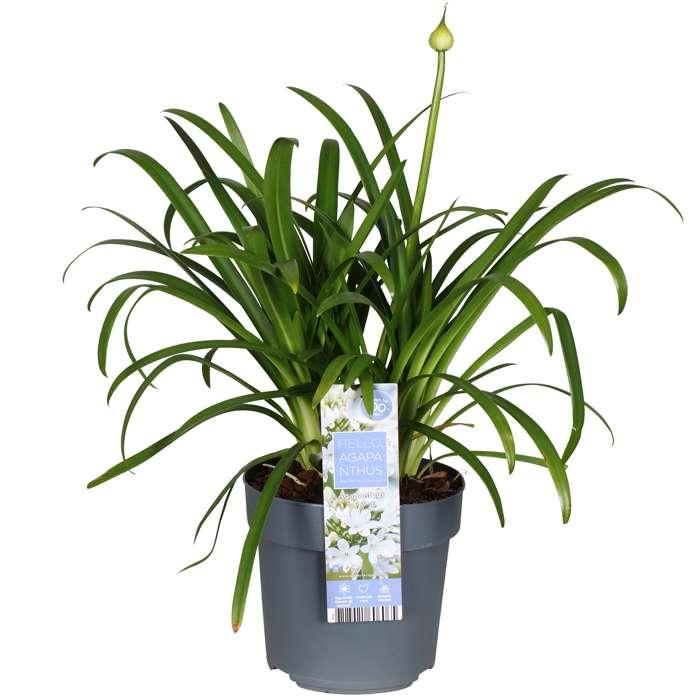 Agapanthus 'Ever White' - Ø19cm - ↕30cm