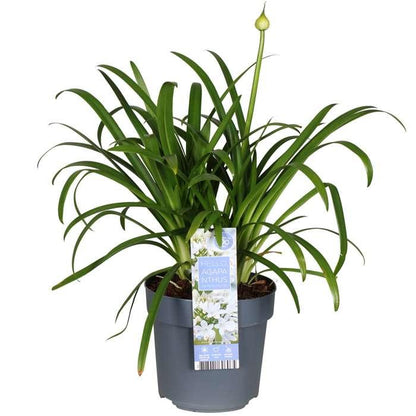Agapanthus 'Ever White' - Ø19cm - ↕30cm
