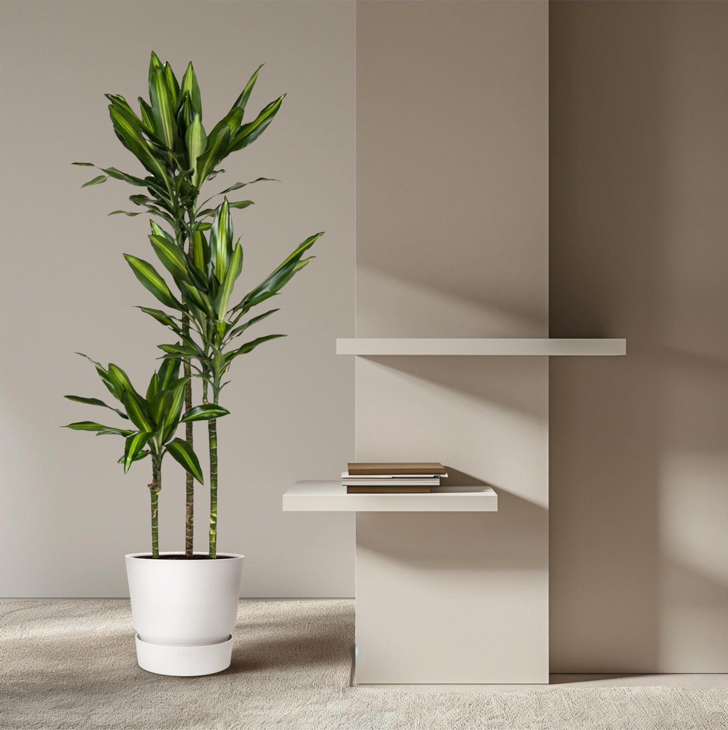 Drachenbaum Cintho – Stilvolle, pflegeleichte Zimmerpflanze 160 cm