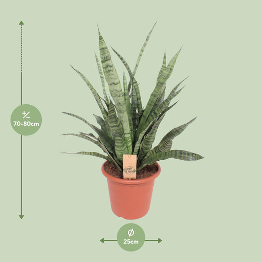 Sansevieria Diamond Green - Ø25cm - ↕80cm