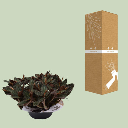 Ludisia Discolor 23 Cm Schaal 10 Tak - Ø23cm - ↕45cm