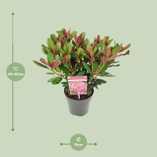 Rhododendron 'Wine & Roses' - Ø19 ↕45