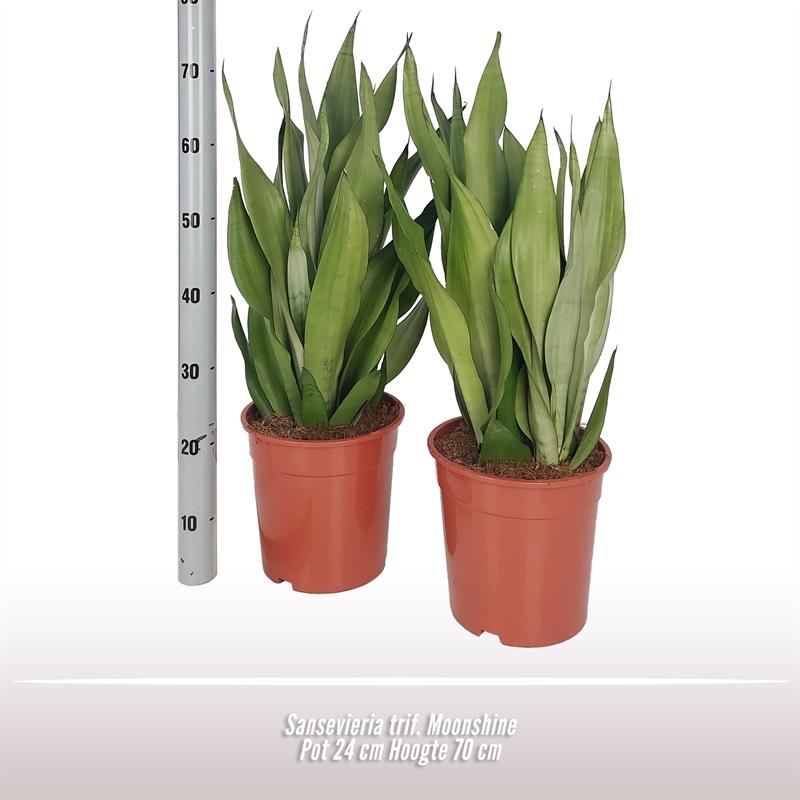 Sansevieria T  Moonshine - Ø24 ↕70