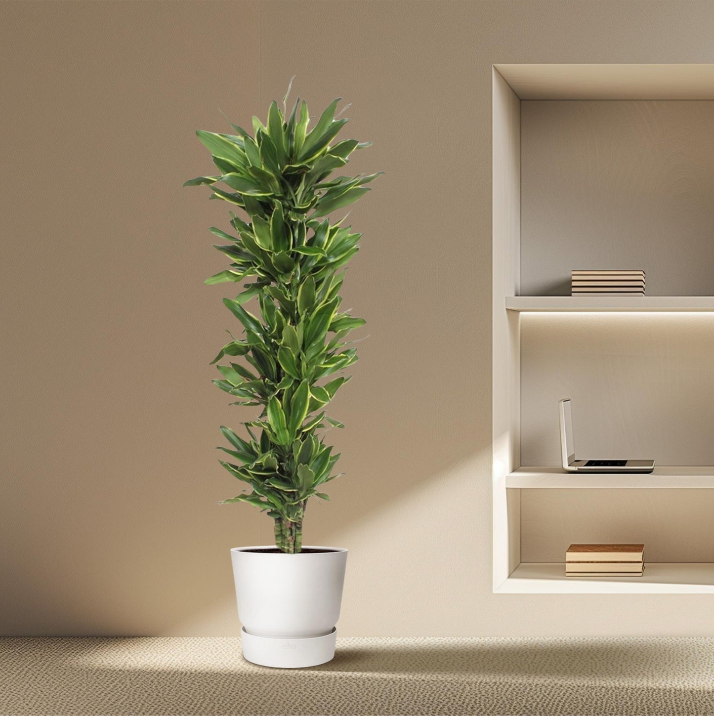 Drachenbaum Golden Coast – 200 cm – Tropische Eleganz