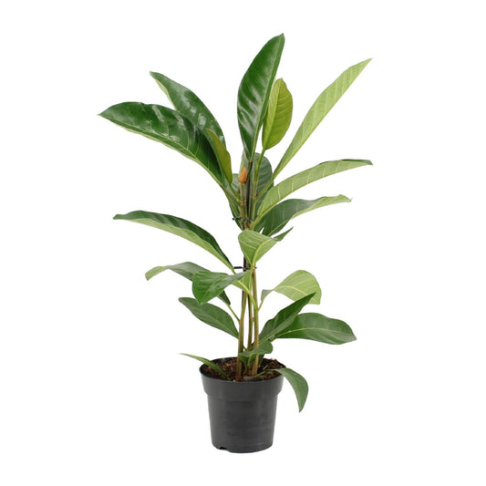 Ficus Benghalensis Roy (R) - Ø17cm - ↕70cm