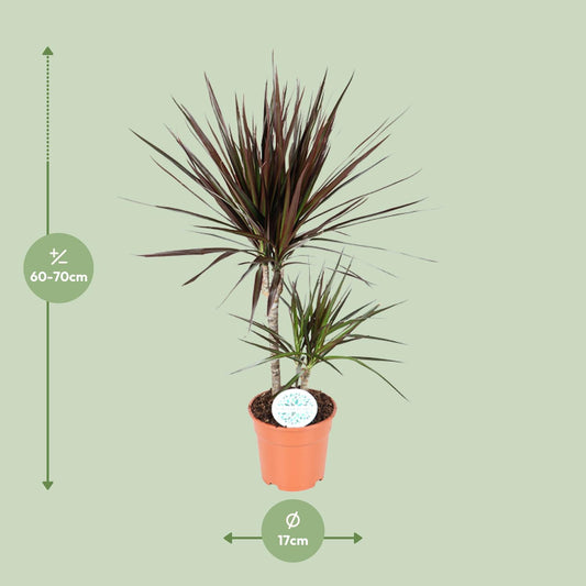 Dracaena Magenta - Ø17cm - ↕70cm