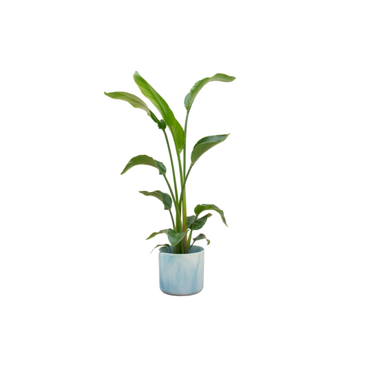 Baum-Strelitzie 100 cm mit Elho Design-Topf