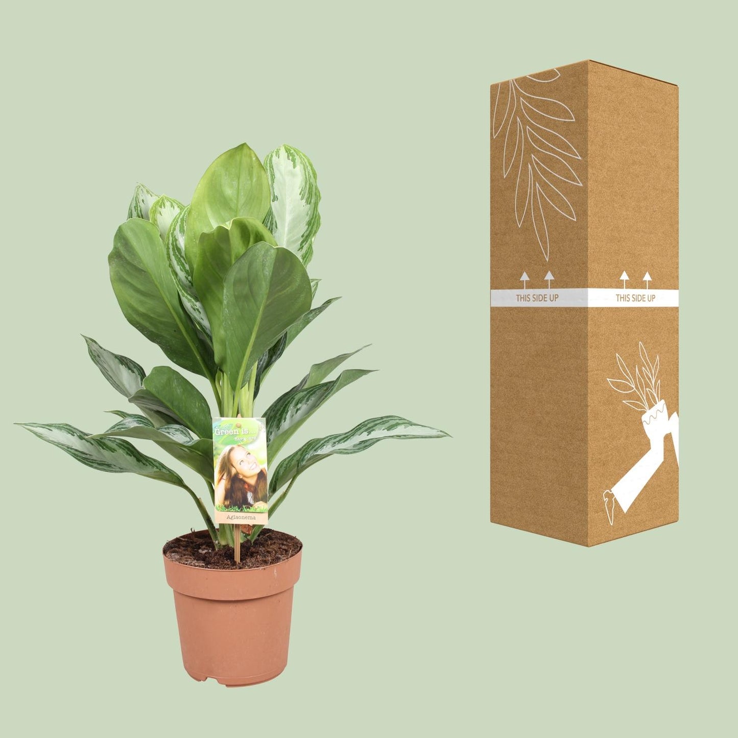 Aglaonema Silver Bay - Chinesisches Immergrün - Ø17cm - ↕55cm